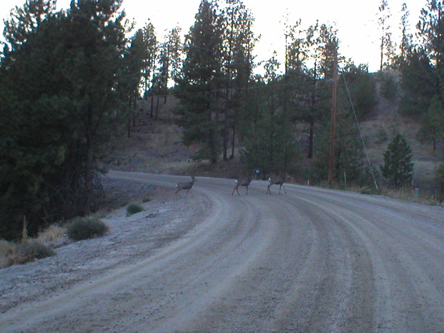 "deer" at the end of the county road